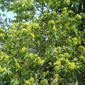 Euonymus myrianthus fleur P2B P2D